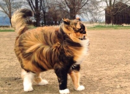 На Харківщині оголосили штормове попередження: подробиці