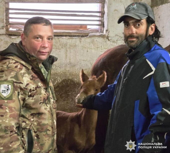 Новини Харкова: у врятованої кобили народилось лоша
