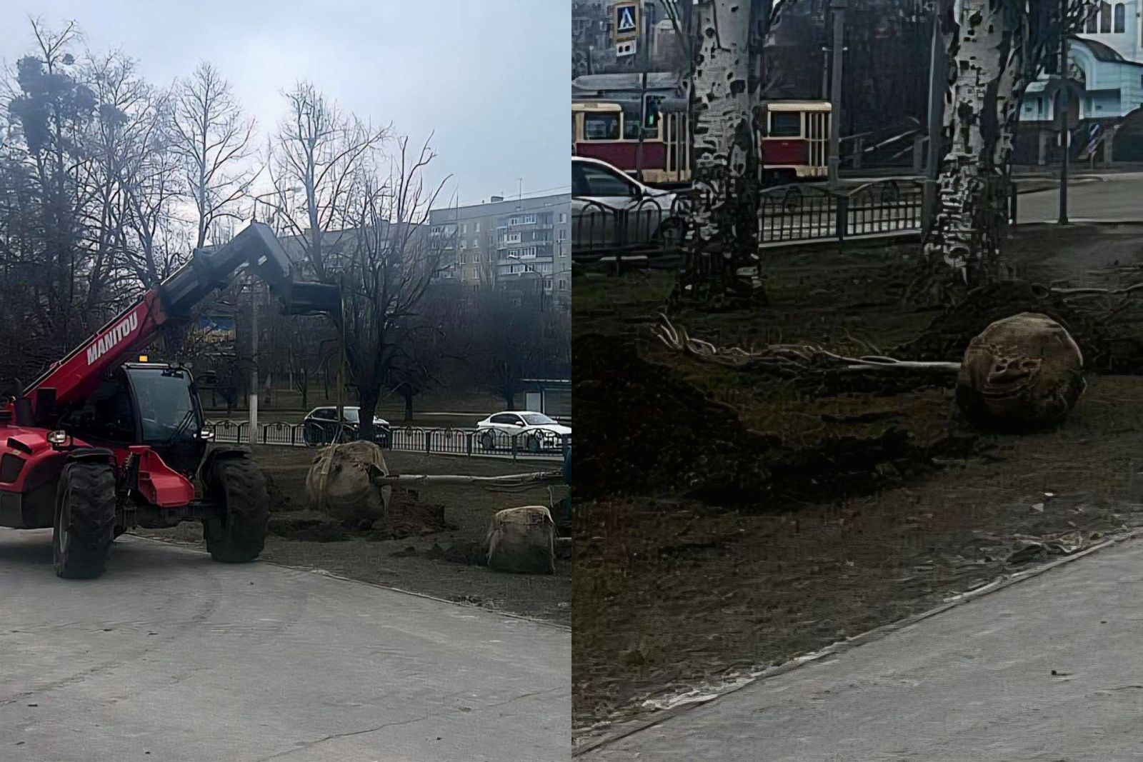 Розумне озеленення Харкова: на Салтівці висаджують дерева, що не викликають алергії (фото)