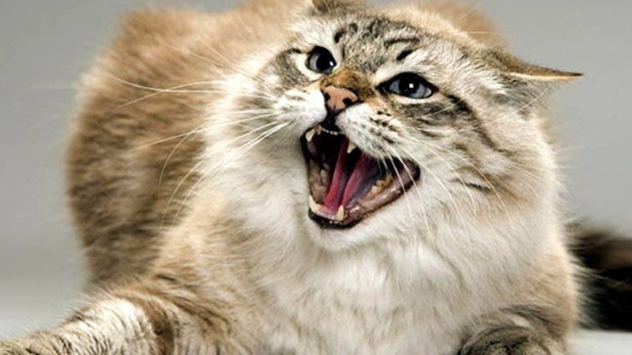 У Дергачах зафіксовано випадок сказу