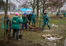 У Харкові висаджують гіпоалергенні тополі (фото)