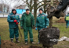 У Харкові висаджують гіпоалергенні тополі (фото)