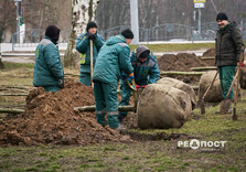 У Харкові висаджують гіпоалергенні тополі (фото)