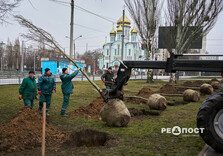 У Харкові висаджують гіпоалергенні тополі (фото)