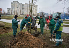 У Харкові висаджують гіпоалергенні тополі (фото)
