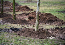 У Харкові висаджують гіпоалергенні тополі (фото)