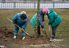 У Харкові висаджують гіпоалергенні тополі (фото)