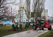 У Харкові висаджують гіпоалергенні тополі (фото)