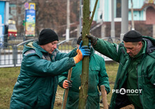 У Харкові висаджують гіпоалергенні тополі (фото)