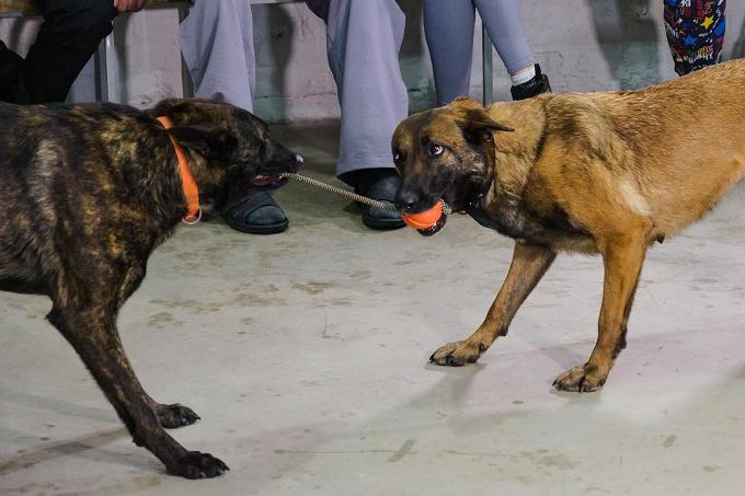 Новини Харкова: собаки «Скіфів» допомагають військовим відновлюватись