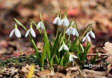 У Центральному парку Харкова цвітуть підсніжники (фото)