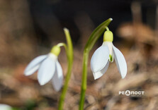 У Центральному парку Харкова цвітуть підсніжники (фото)