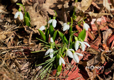 У Центральному парку Харкова цвітуть підсніжники (фото)