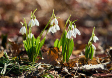 У Центральному парку Харкова цвітуть підсніжники (фото)