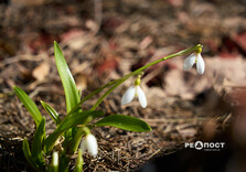 У Центральному парку Харкова цвітуть підсніжники (фото)