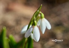 У Центральному парку Харкова цвітуть підсніжники (фото)