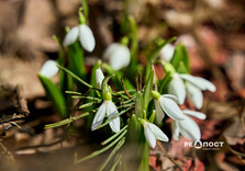 У Центральному парку Харкова цвітуть підсніжники (фото)