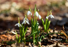 У Центральному парку Харкова цвітуть підсніжники (фото)