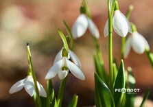 У Центральному парку Харкова цвітуть підсніжники (фото)