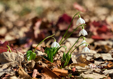 У Центральному парку Харкова цвітуть підсніжники (фото)