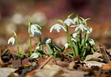 У Центральному парку Харкова цвітуть підсніжники (фото)