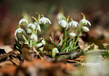 У Центральному парку Харкова цвітуть підсніжники (фото)