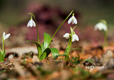 У Центральному парку Харкова цвітуть підсніжники (фото)