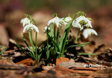 У Центральному парку Харкова цвітуть підсніжники (фото)