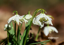 У Центральному парку Харкова цвітуть підсніжники (фото)