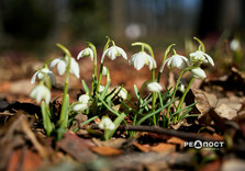 У Центральному парку Харкова цвітуть підсніжники (фото)