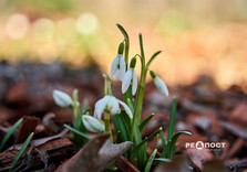 У Центральному парку Харкова цвітуть підсніжники (фото)