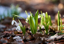 У Центральному парку Харкова цвітуть підсніжники (фото)