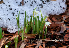 У Центральному парку Харкова цвітуть підсніжники (фото)