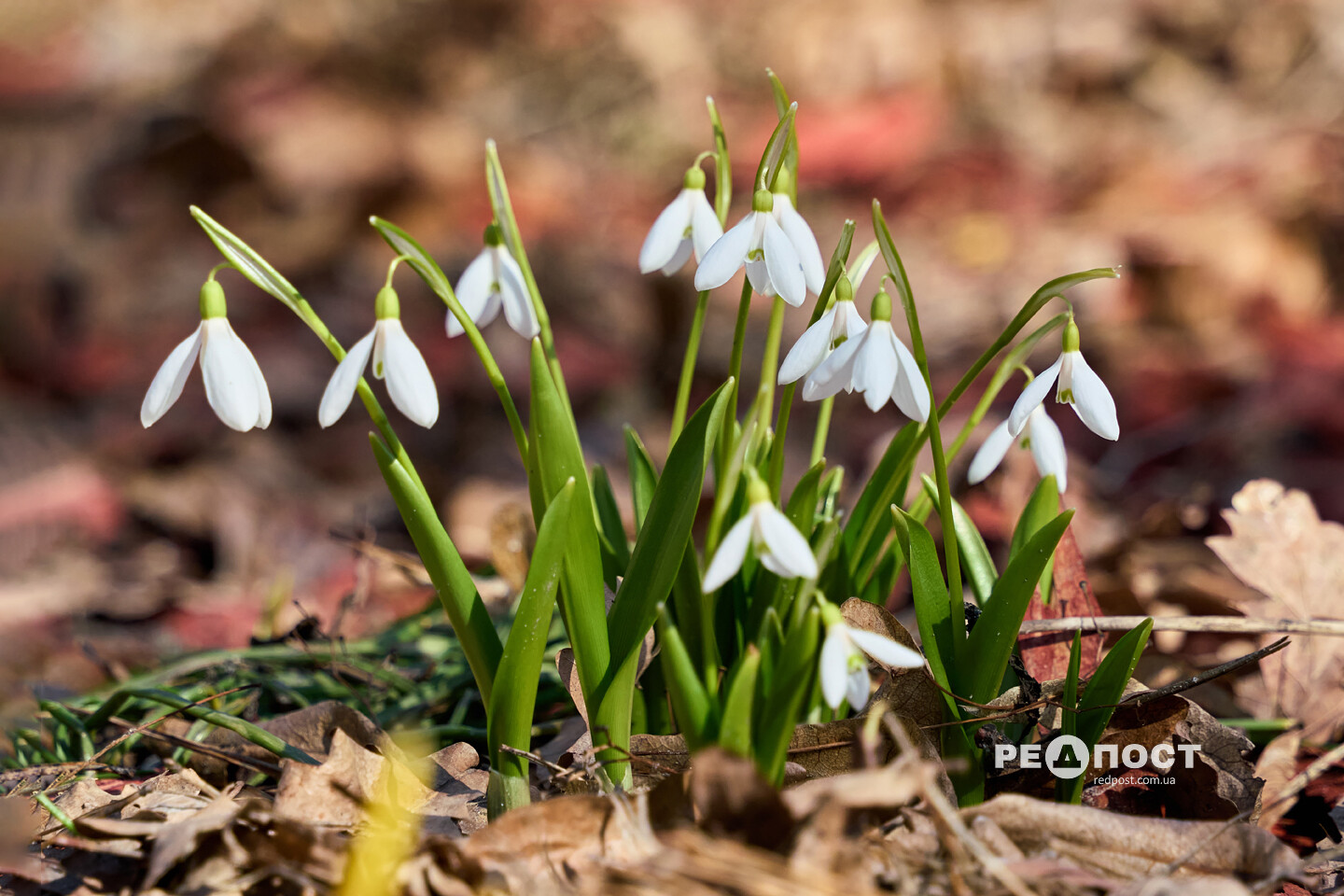 У Центральному парку Харкова цвітуть підсніжники (фото)