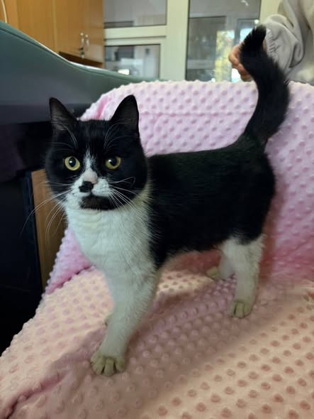 Харківські комунальники врятували кішку з висоти 12 метрів