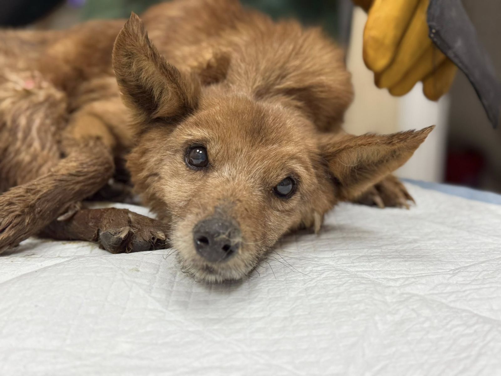 Порятунок собак із палаючого будинку в Харкові: у якому стані перебувають чотирилапі