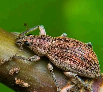 На Харківщині активізуються шкідники яблуневих садів