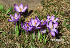 У Центральному парку Харкова зацвіли крокуси (фото)