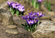 У Центральному парку Харкова зацвіли крокуси (фото)