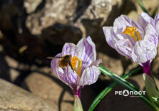 У Центральному парку Харкова зацвіли крокуси (фото)