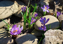 У Центральному парку Харкова зацвіли крокуси (фото)