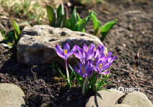 У Центральному парку Харкова зацвіли крокуси (фото)