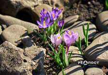 У Центральному парку Харкова зацвіли крокуси (фото)