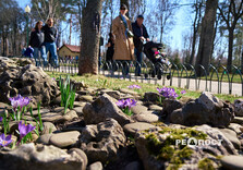 У Центральному парку Харкова зацвіли крокуси (фото)