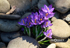 У Центральному парку Харкова зацвіли крокуси (фото)