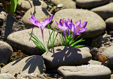 У Центральному парку Харкова зацвіли крокуси (фото)