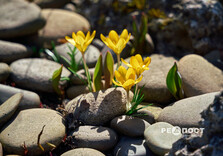 У Центральному парку Харкова зацвіли крокуси (фото)