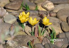 У Центральному парку Харкова зацвіли крокуси (фото)