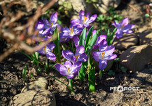 У Центральному парку Харкова зацвіли крокуси (фото)