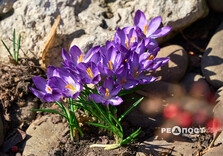 У Центральному парку Харкова зацвіли крокуси (фото)